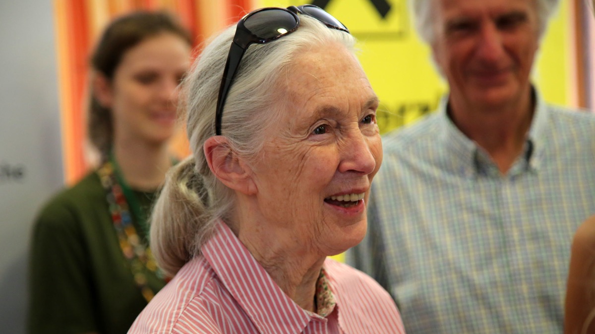 https://www.brickfanatics.com/wp-content/uploads/Jane-Goodall-featured.jpg